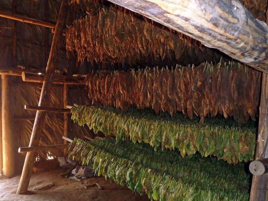 Tobacco leaves drying out